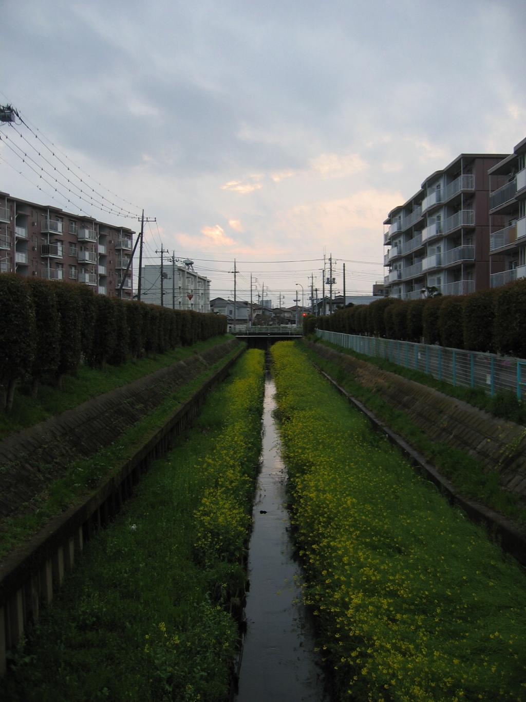 2017/04/09_芝川の夕暮れ菜の花