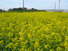 2016/04/03_菜の花畑