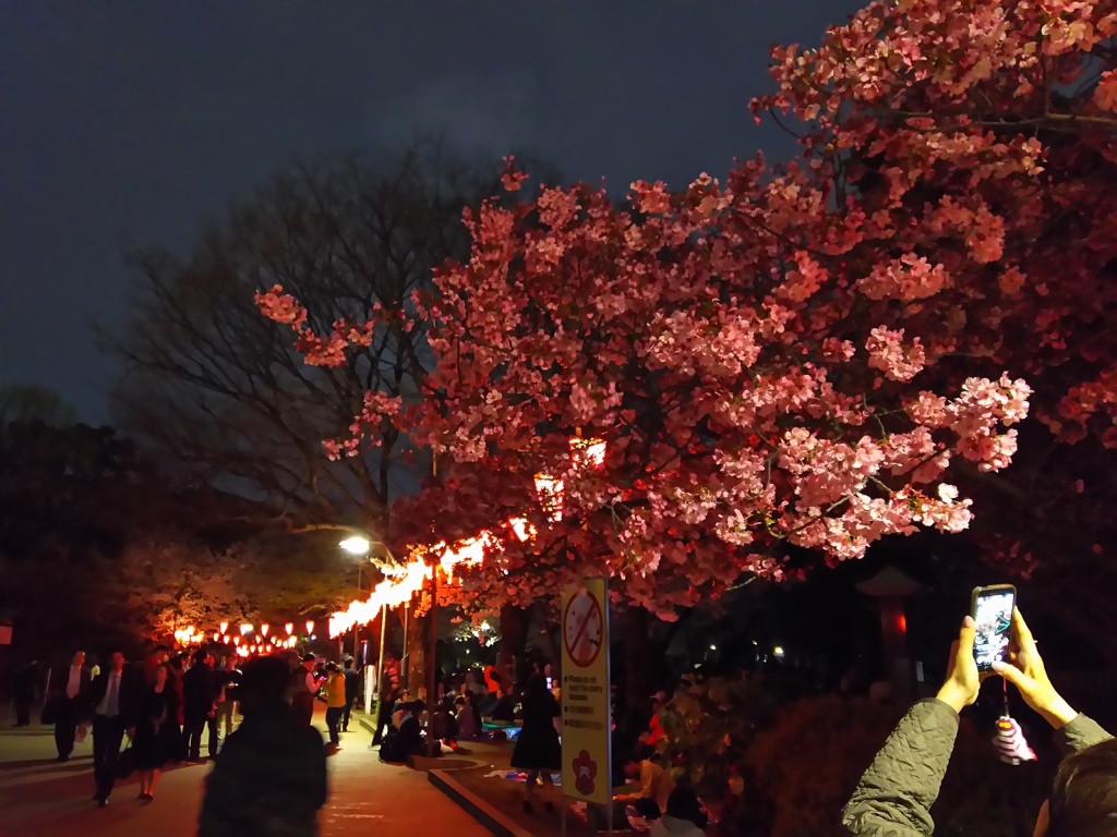 2017/04/06_上野公園の夜桜