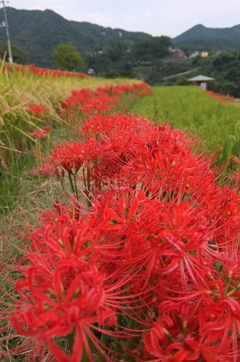 2015/09/21_寺坂棚田の彼岸花