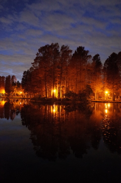 2014/12/07_夕暮れの別所沼公園
