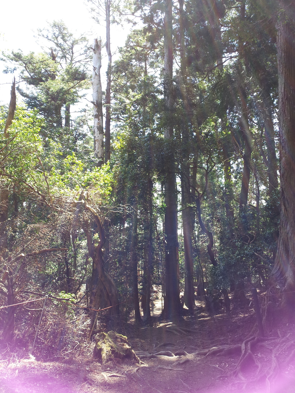 2019/04/13_鞍馬寺 木の根道