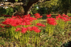 2015/09/22_彼岸花