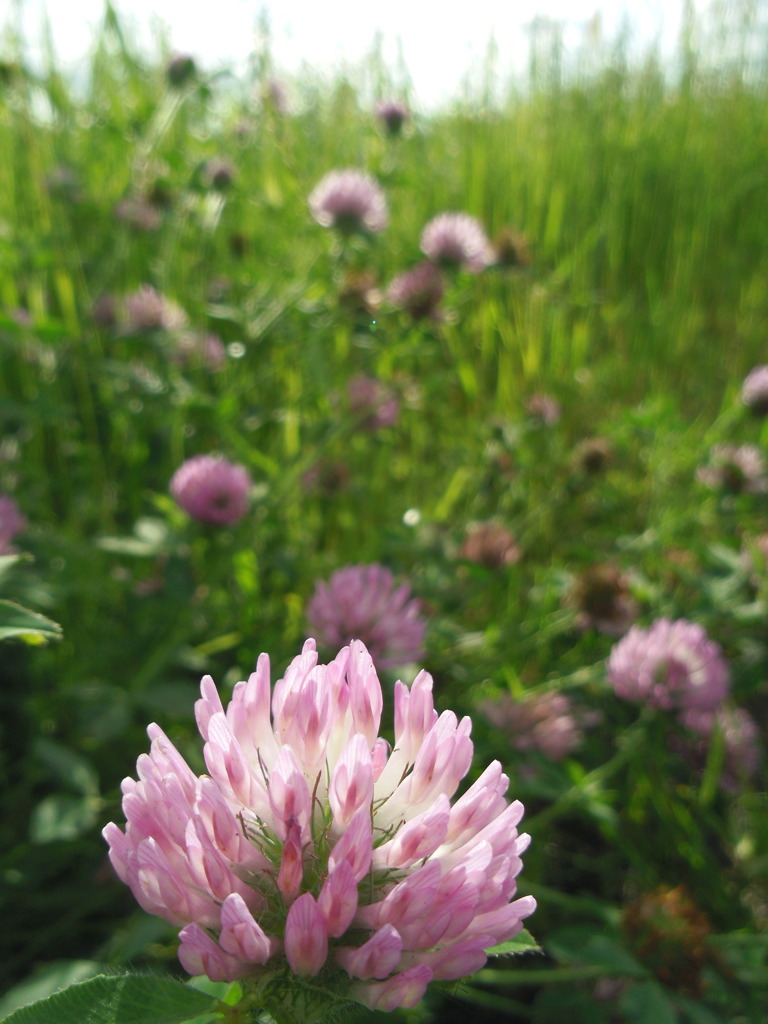 2017/05/14_アカツメクサ