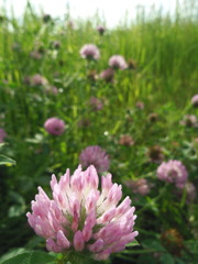 2017/05/14_アカツメクサ