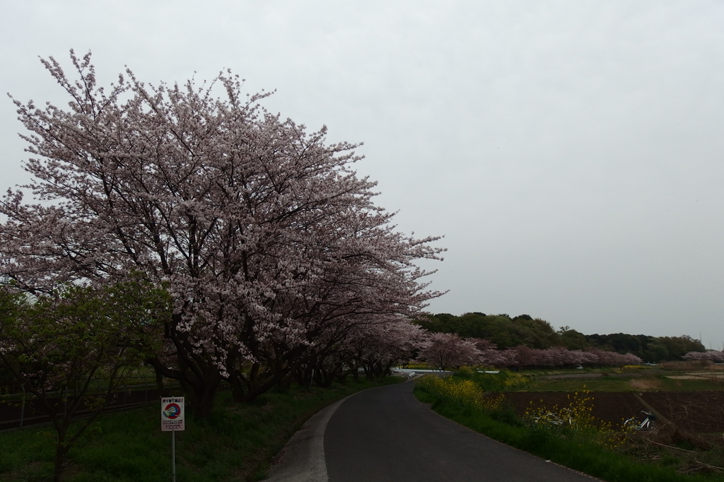 2016/04/10_見沼代用水の桜と菜の花
