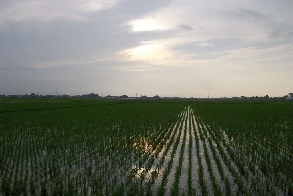 2015/07/05_水田に曇天