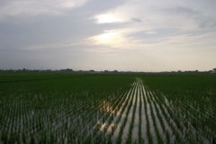 2015/07/05_水田に曇天
