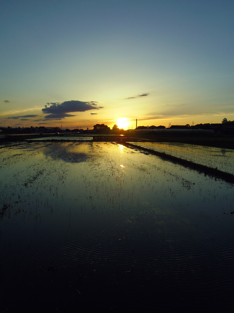 2017/06/03_水田の夕暮れ