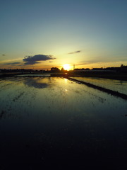 2017/06/03_水田の夕暮れ