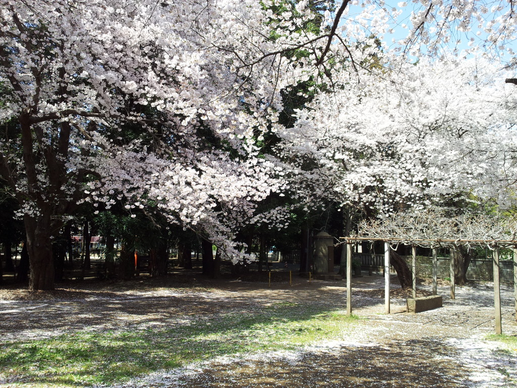 2019/04/06_氷川児童公園の桜