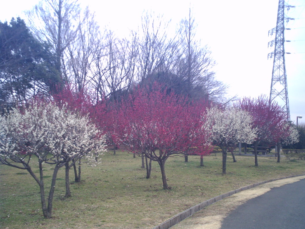 2016/02/28_花の丘農林公苑の紅白梅