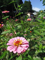 2017/10/09_外秩父山中の百日草?