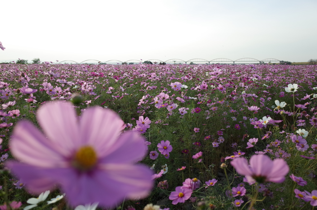 2015/11/01_吹上のコスモス畑
