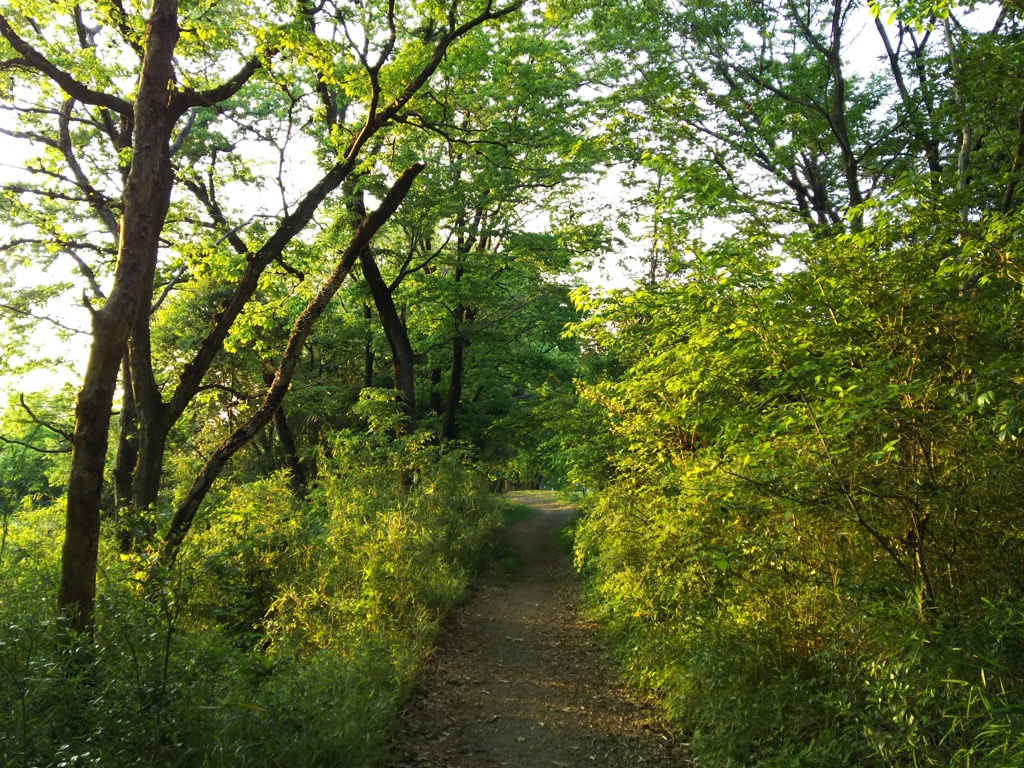 2016/04/30_トロッコ公園の木立ち