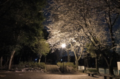 2014/04/05_氷川児童公園の夜桜