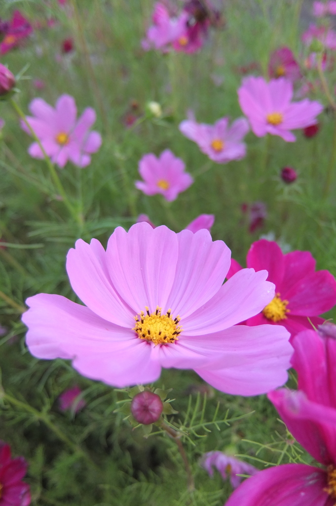 2014/06/14_伊奈バラ園のコスモス