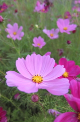 2014/06/14_伊奈バラ園のコスモス