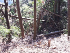 2019/04/13_鞍馬寺 奥の院参道の倒木