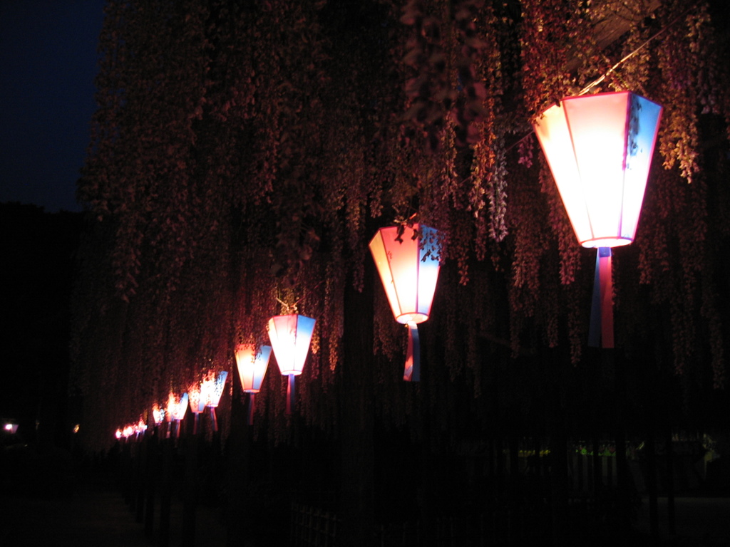 2016/05/07_玉敷公園の夜藤