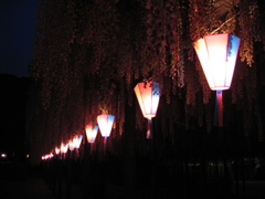 2016/05/07_玉敷公園の夜藤