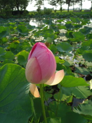 2017/07/09_さきたま古墳公園の蓮