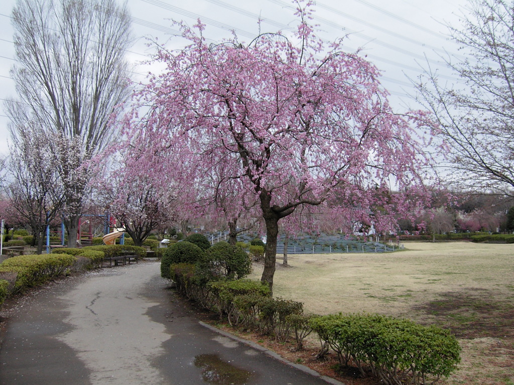 2017/04/01_上平公園の花