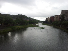 2016/05/12_浅野川大橋から梅の橋（下流）方面を望む