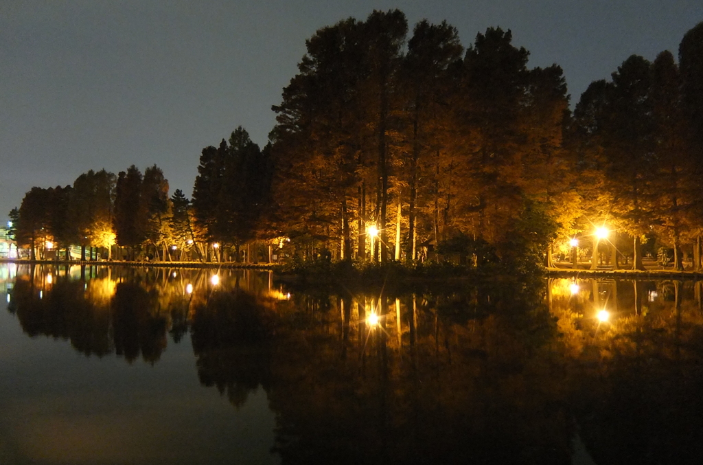 2014/11/24_夜の別所沼公園