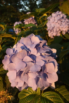 2016/06/18_伊奈アジサイ園の夕暮れ紫陽花