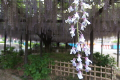 2016/05/07_玉敷公園の藤