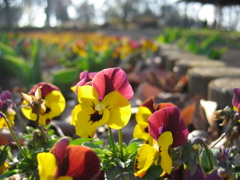 2016/03/19_花の丘農林公苑のビオラ