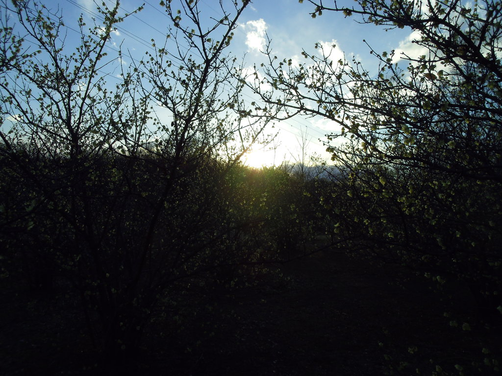 2017/02/11_花の丘農林公苑の夕暮れ蝋梅