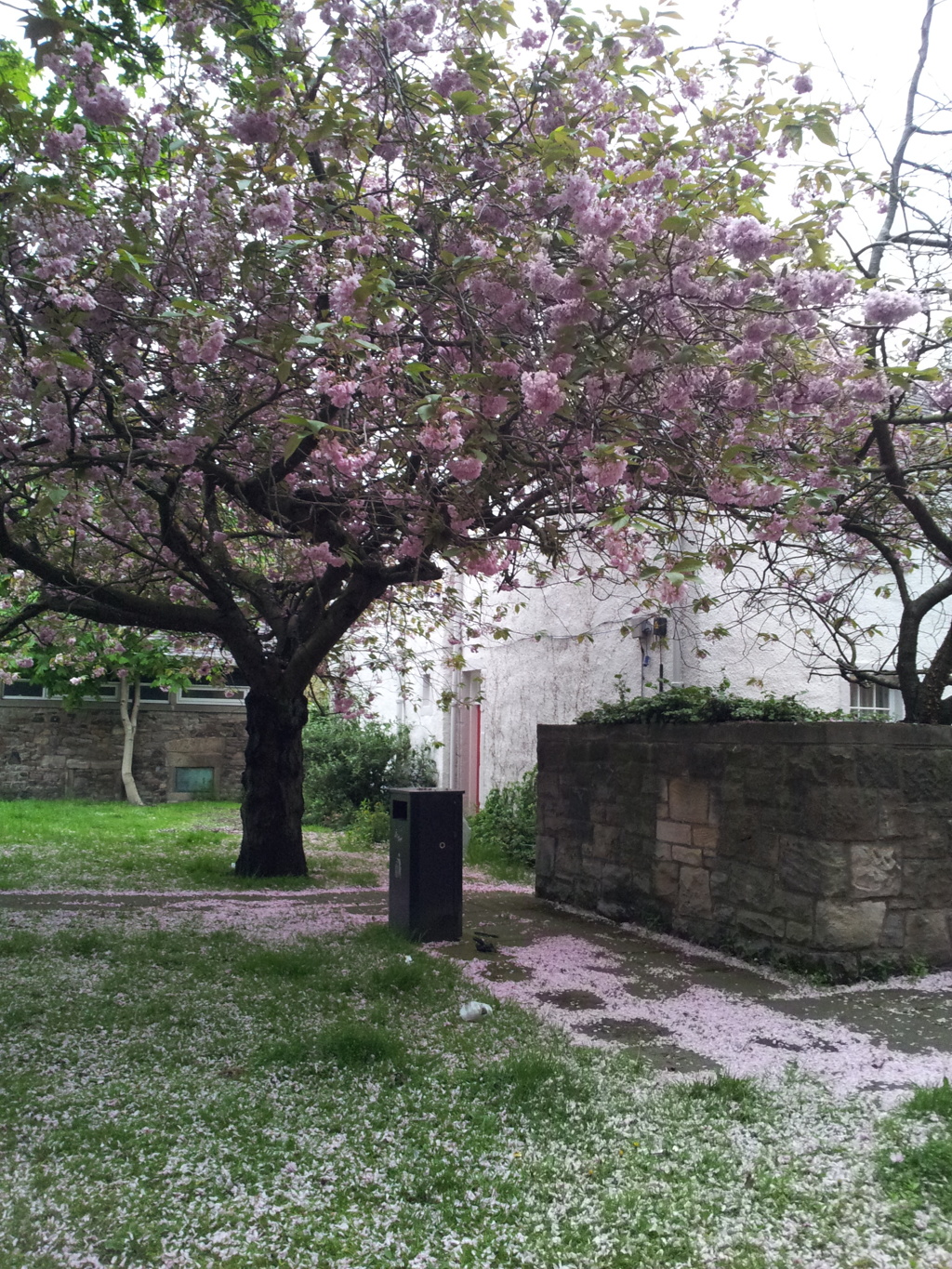 2016/05/20_Lochend Closeの八重桜