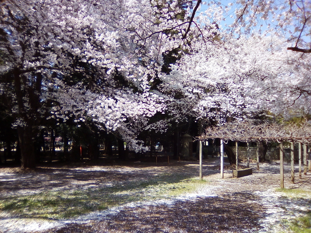 2019/04/06_氷川児童公園の桜