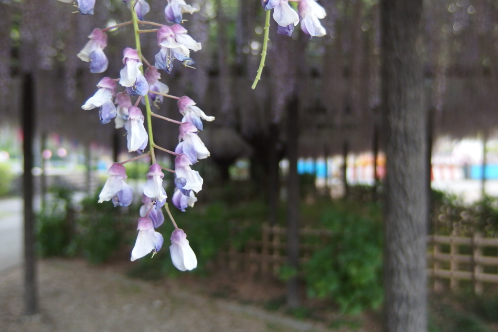 2016/05/07_玉敷公園の藤