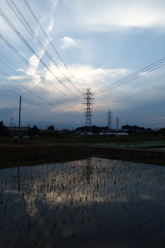 2016/06/11_水田の夕暮れ