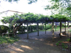 2017/05/04_氷川児童公園の藤