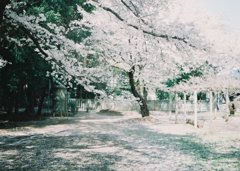 2019/04/06_氷川児童公園の桜