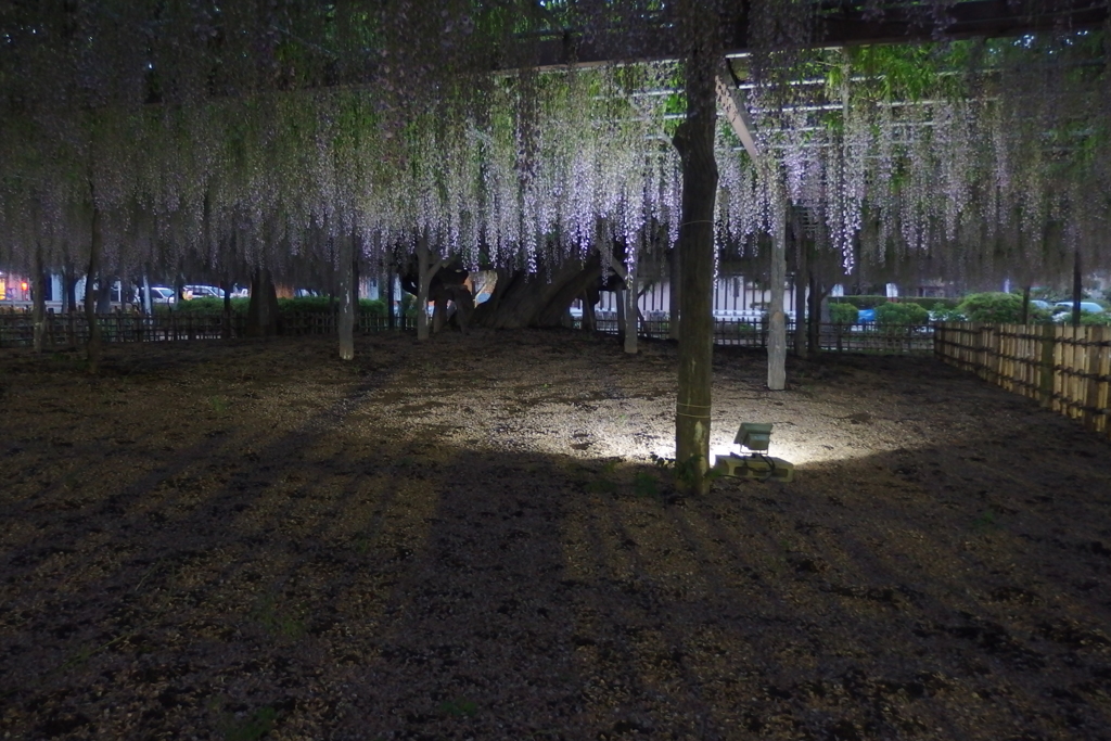 2016/05/07_玉敷公園の夕暮れ藤