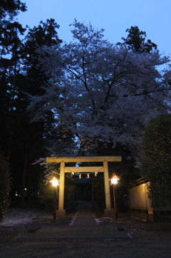 2015/04/04_伊奈崇霊社の夕暮れ桜