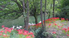 2012/09/29_彼岸花