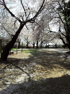 2019/04/06_氷川児童公園の桜