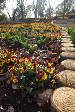 2016/03/19_花の丘農林公苑のビオラ