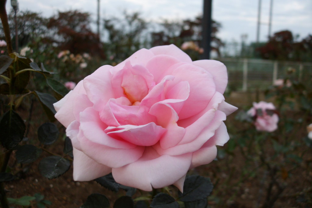 2014/10/12_伊奈バラ園の薔薇