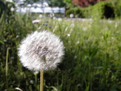 2017/05/14_後野公園のタンポポ