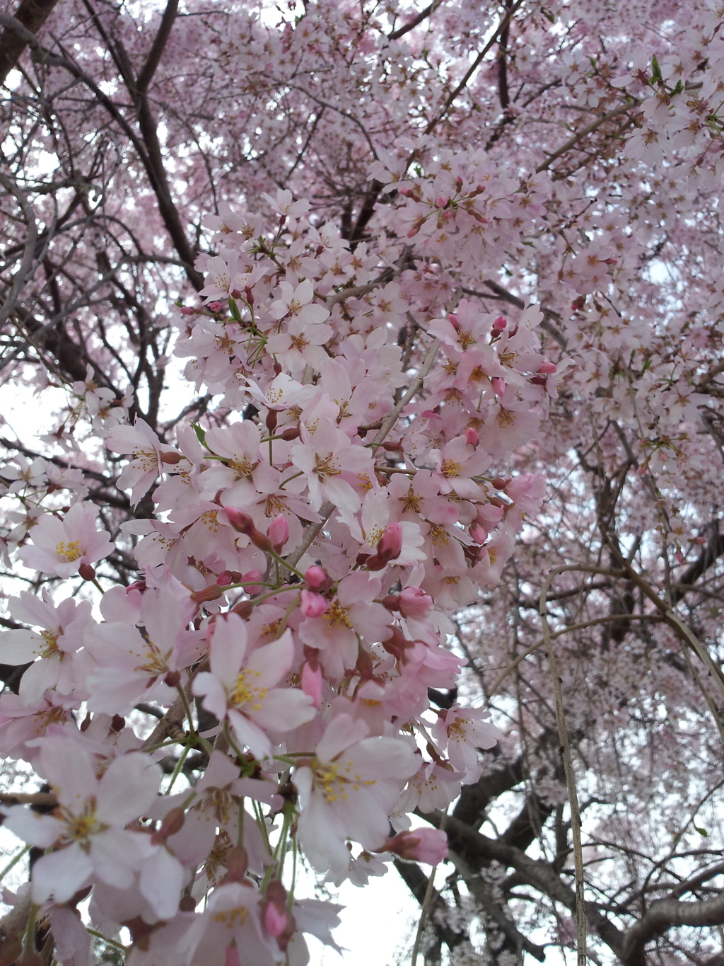 2016/04/03_放光寺の枝垂れ桜