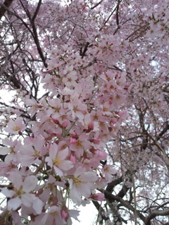 2016/04/03_放光寺の枝垂れ桜