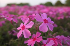 2015/04/25_花の丘農林公苑の芝桜