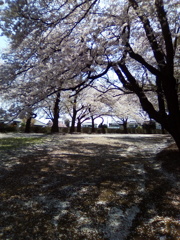 2019/04/06_氷川児童公園の桜